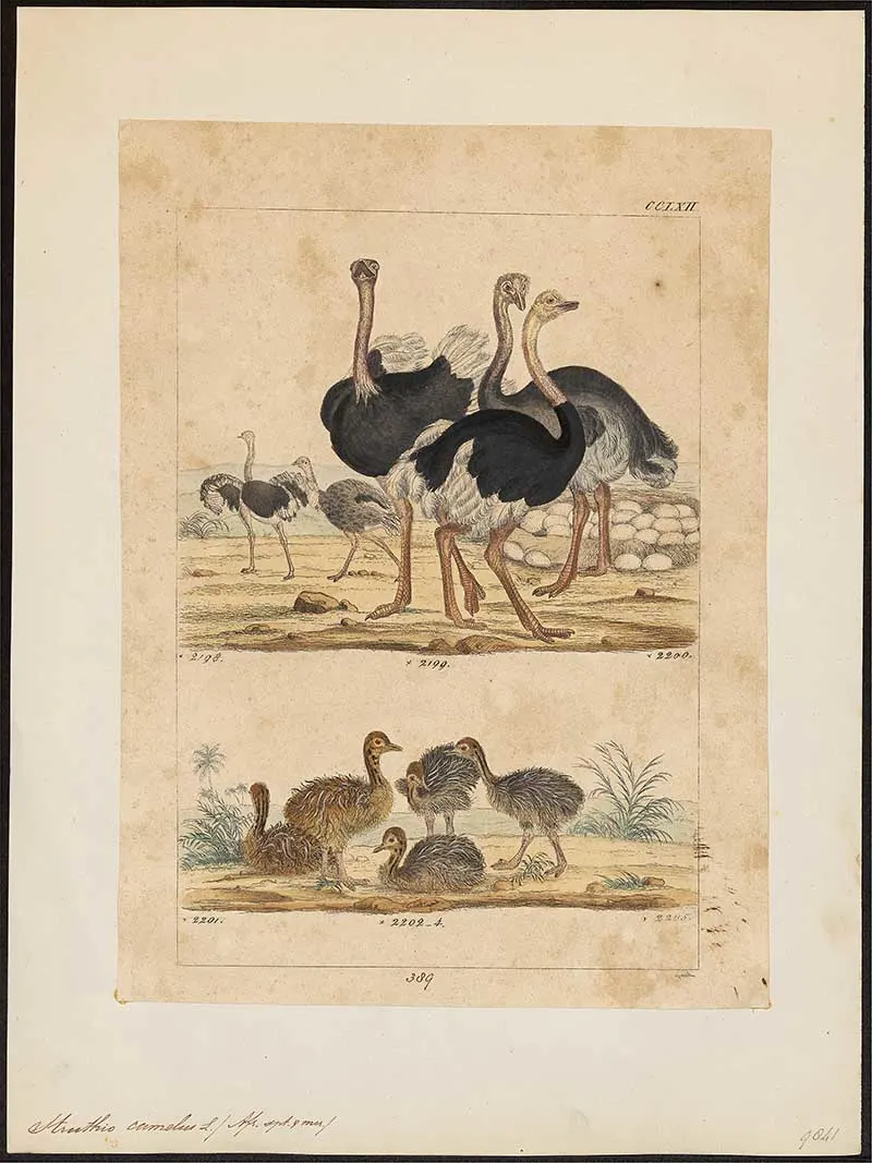 Family of ostriches with their young