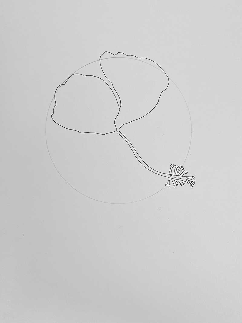 how to draw a hibiscus flower step 3 the petals