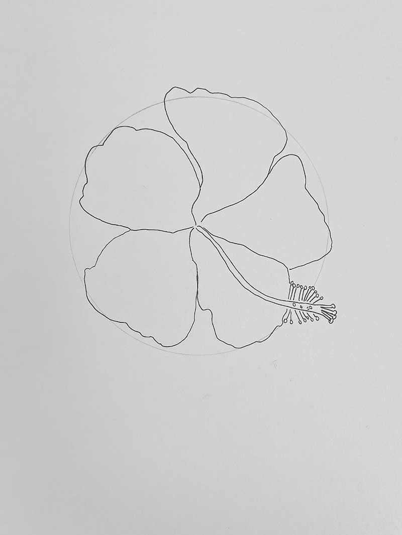 Drawing a hibiscus flower the petals step 3