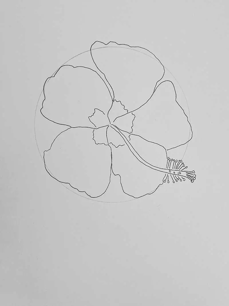 Drawing hibiscus flower step 4