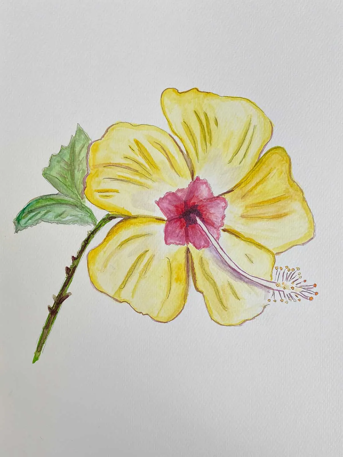 watercolour painting of a yellow Hawaiian Hibiscus with drawing guide