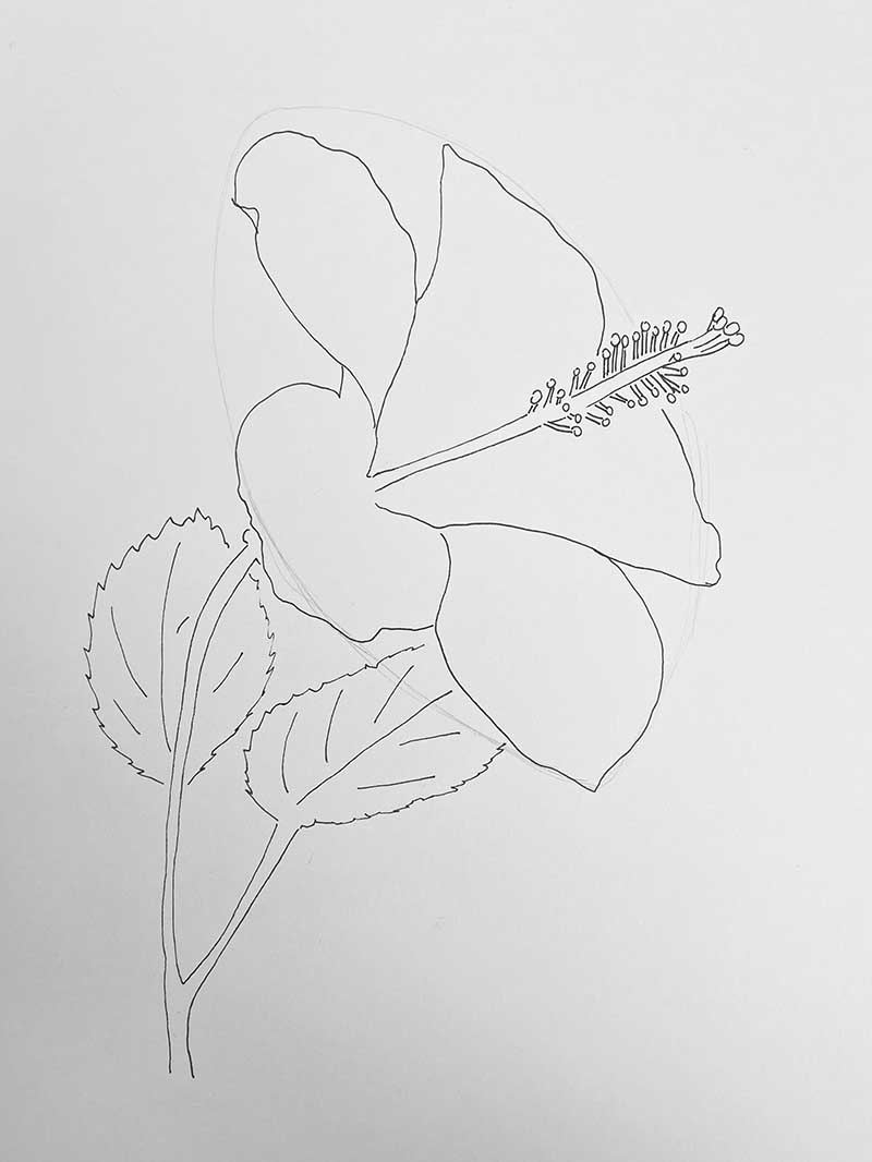 step 5 of drawing a Chinese hibiscus