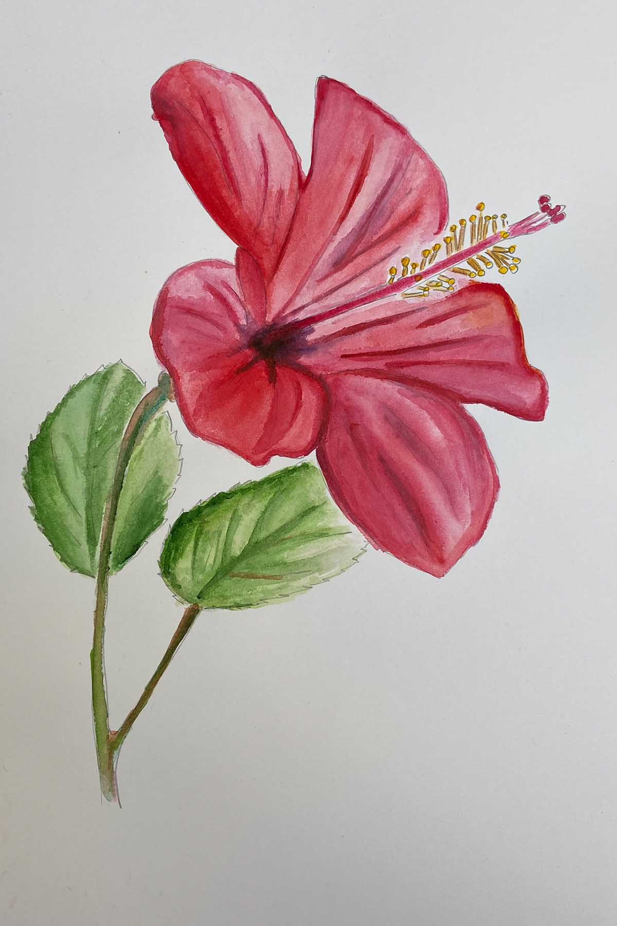 watercolour of a red Chinese Hibiscus 