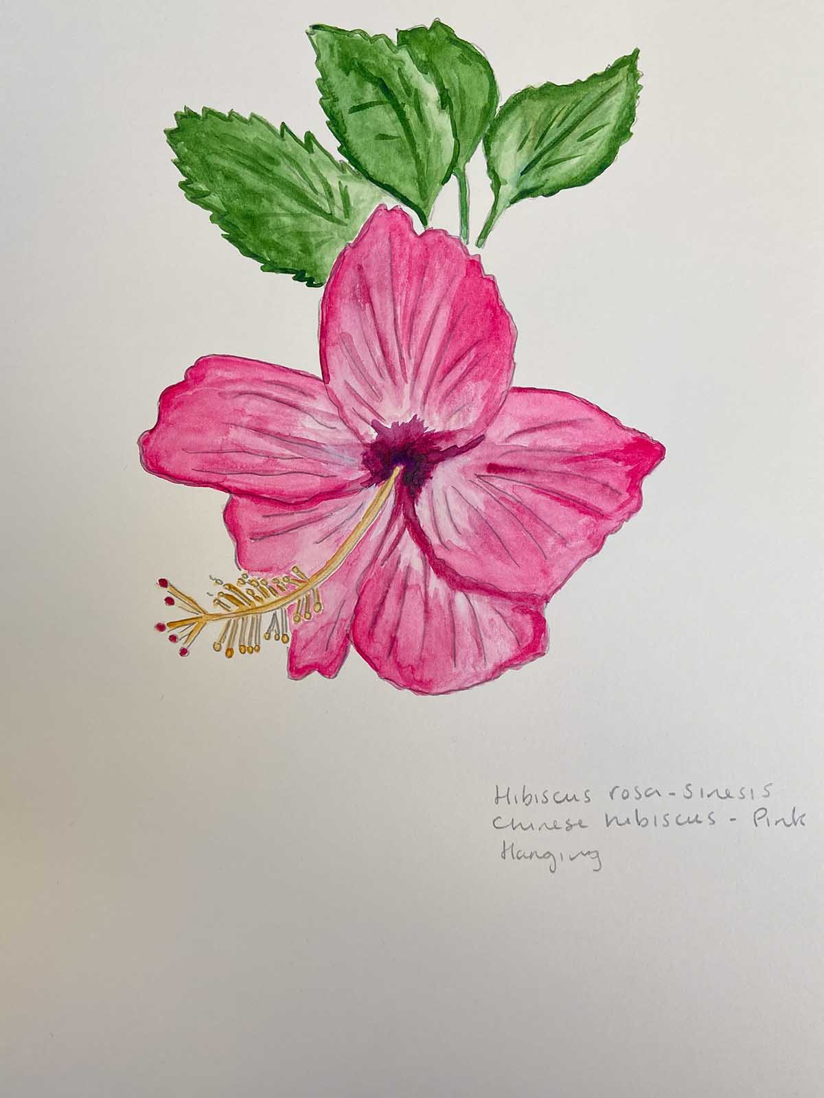 watercolour painting hibiscus hanging flower
