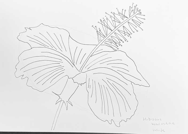drawing a white hibiscus flower pen and ink