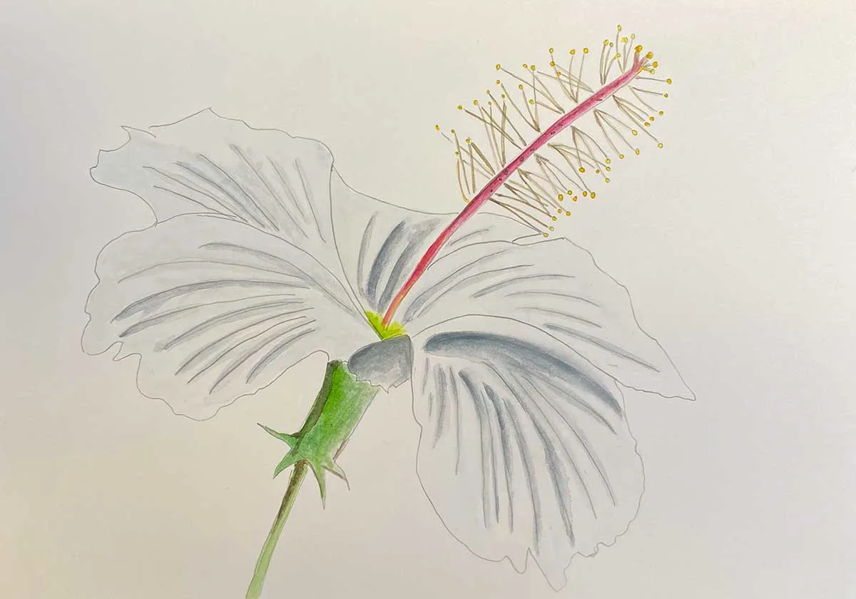 White hibiscus drawing and painting