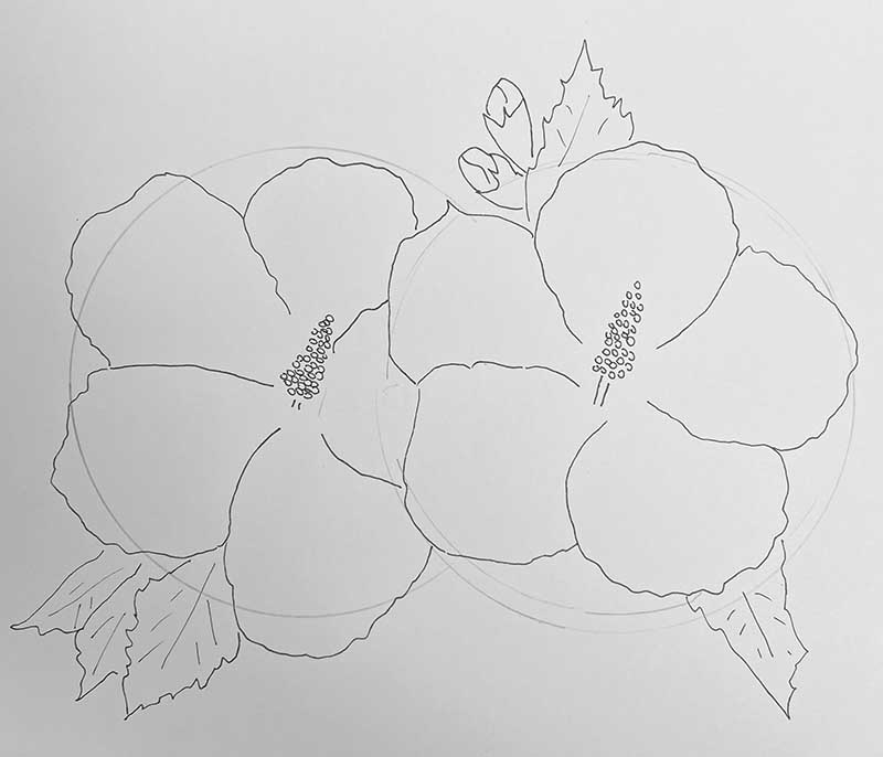 drawing double hibiscus flower in pen and ink