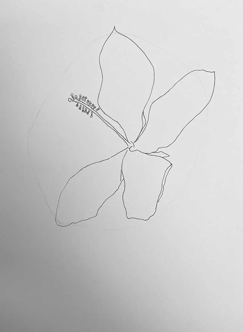 Drawing texas hibiscus