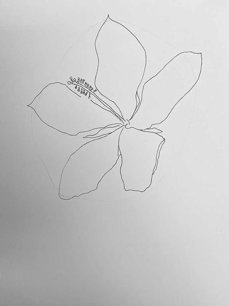 drawing a  five star petals