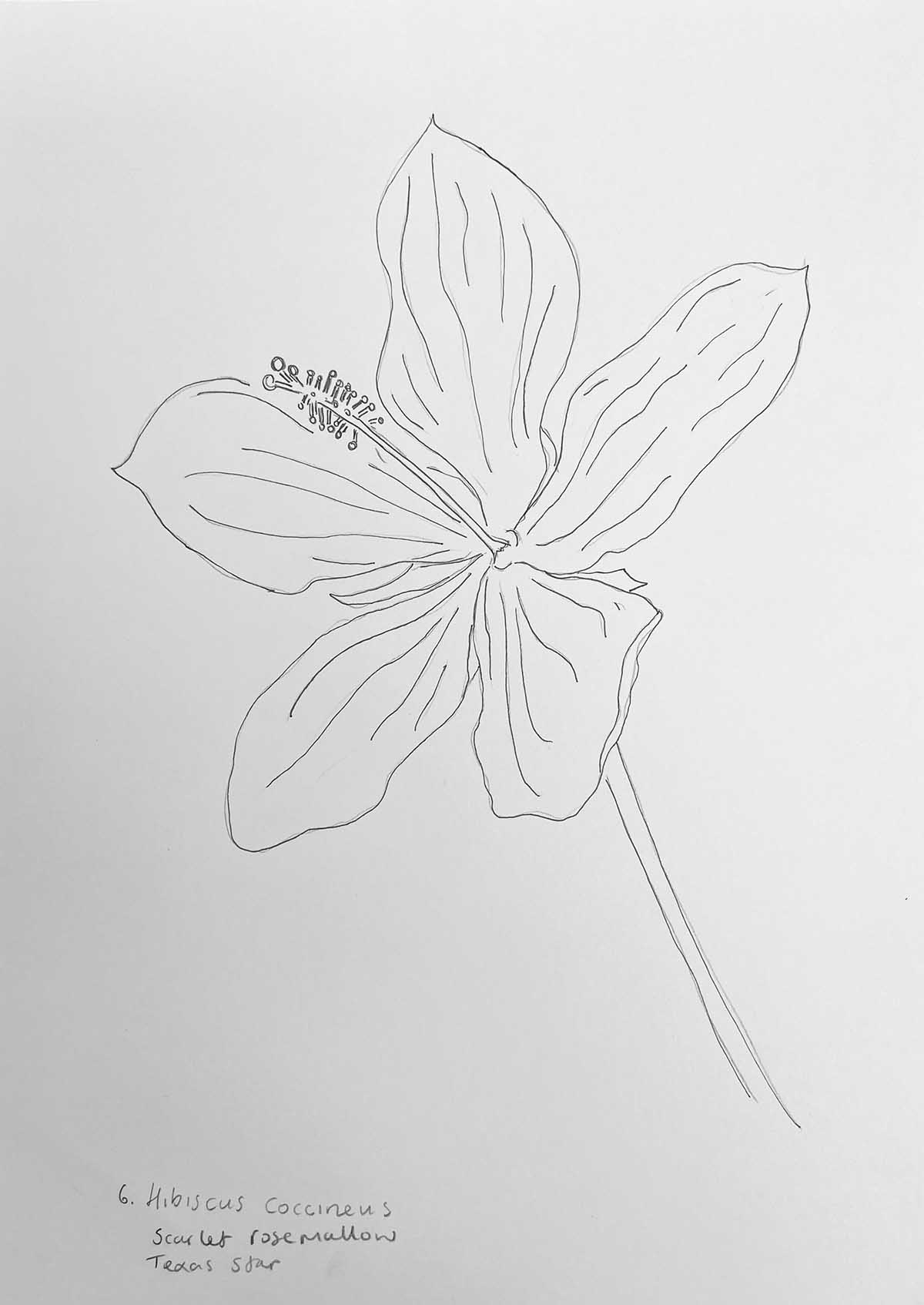 How to draw a texas hibiscus flower
