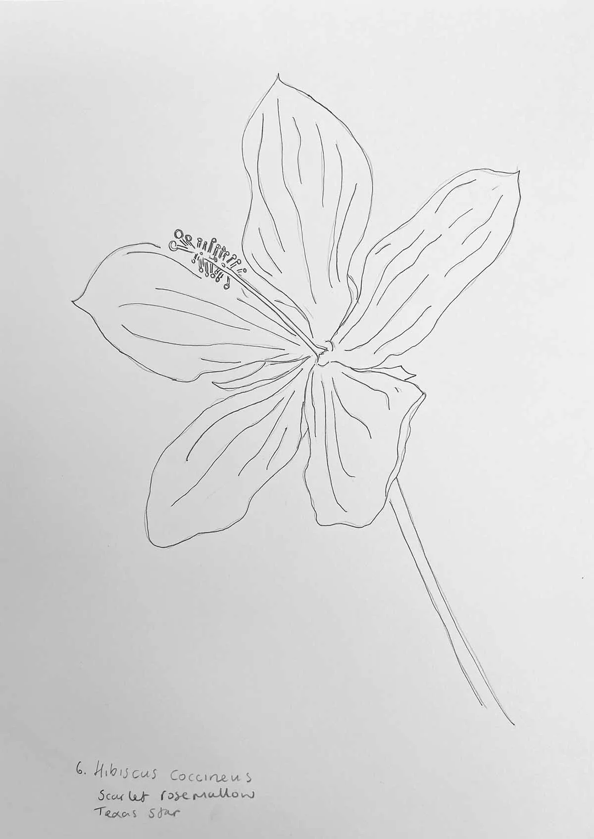 How to draw a texas hibiscus flower
