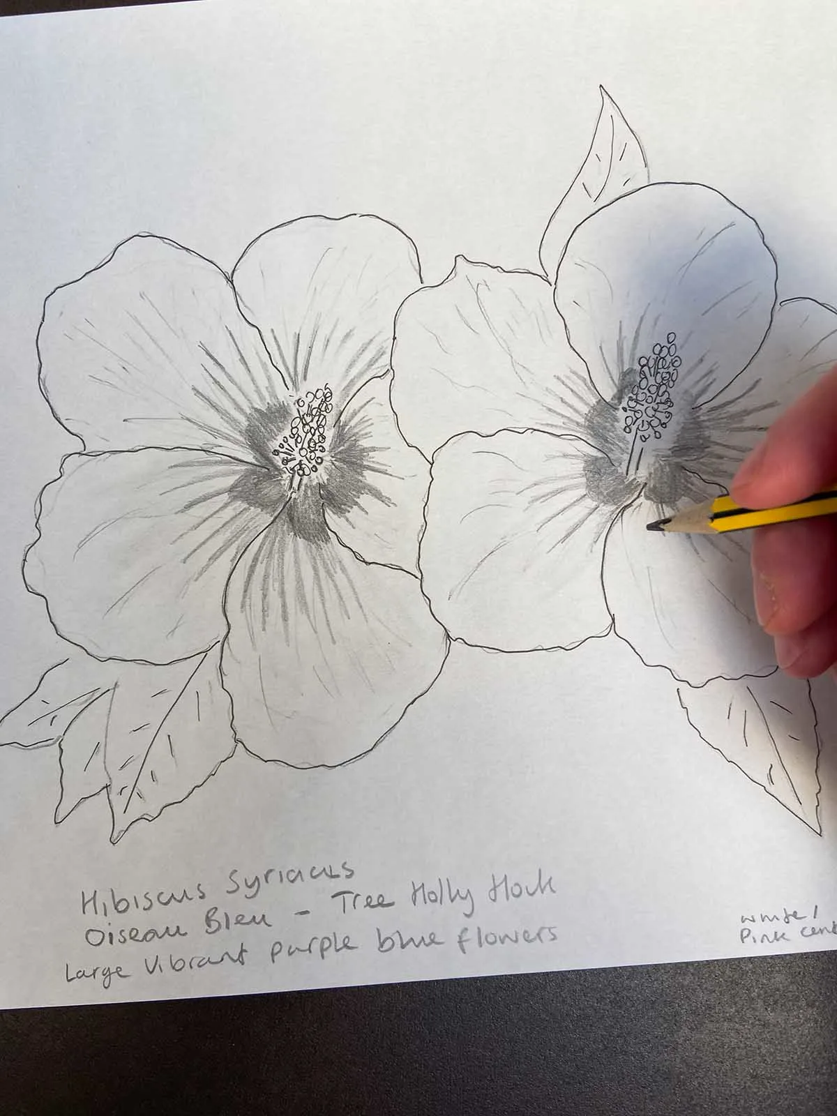 sketching a double hibiscus flower