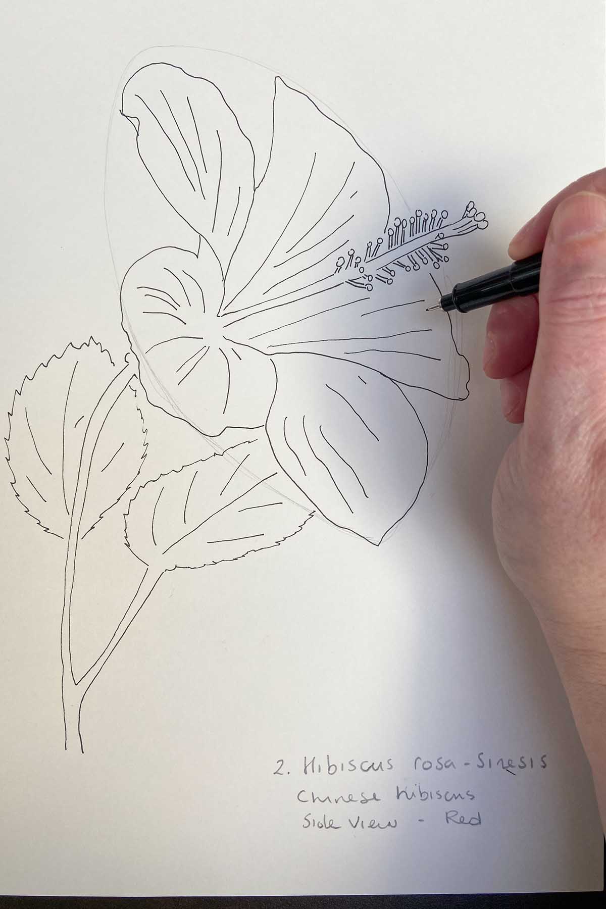 Hibiscus drawing petal details