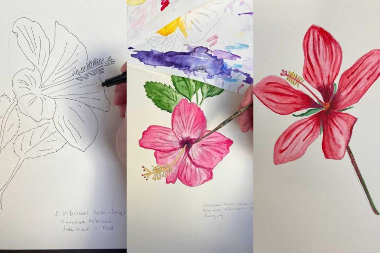 Hibiscus feature