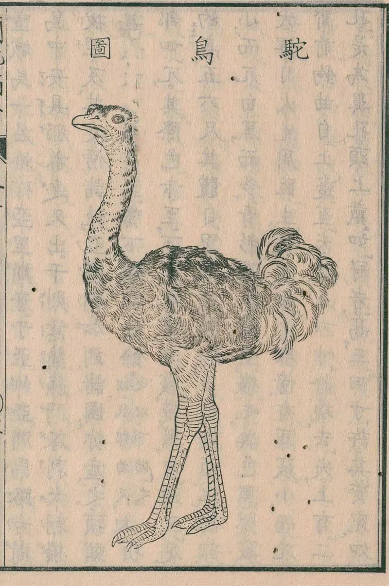 Japanese Ostrich drawing