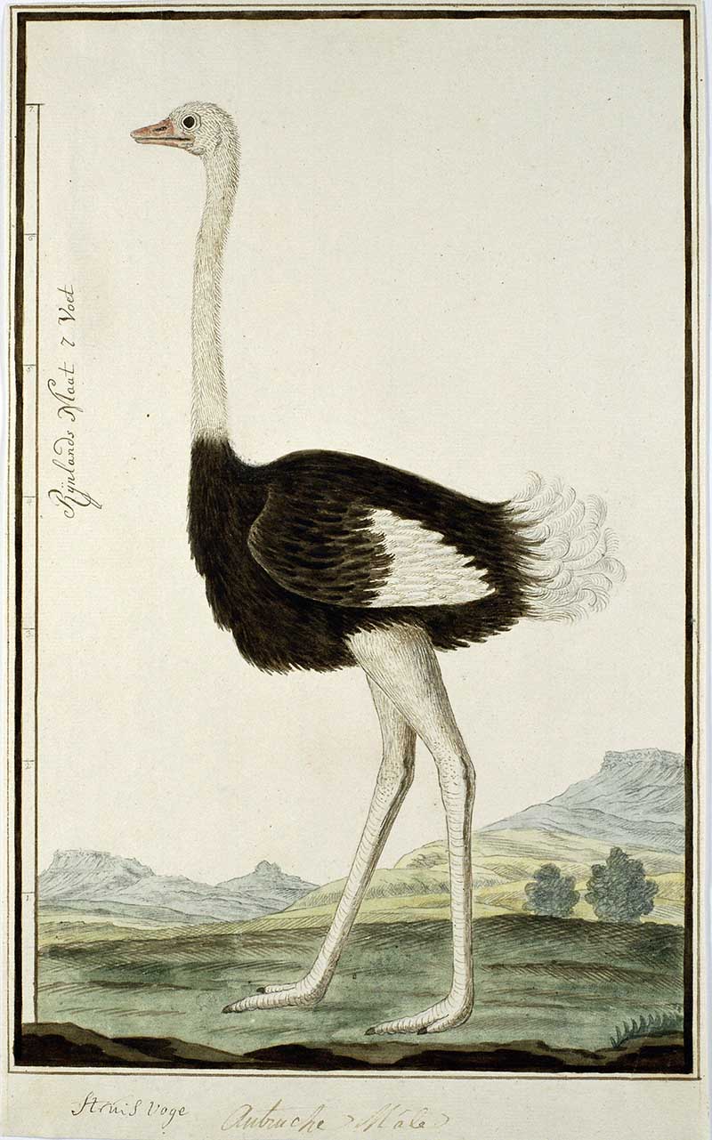 Male Ostrich by Robert Gordon Ink & watercolour