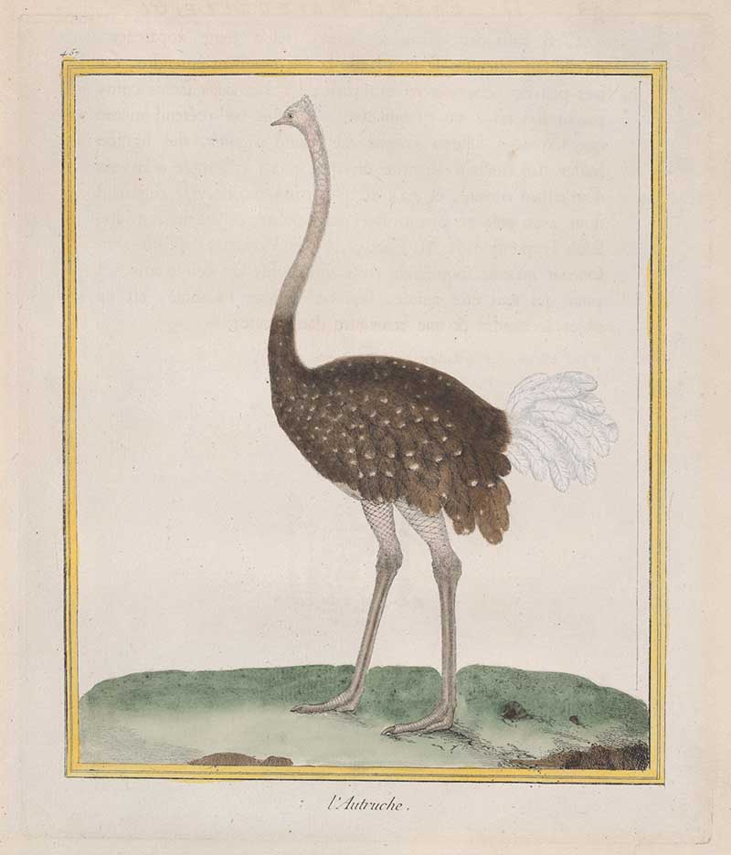Ostrich from the Natural History of Birds