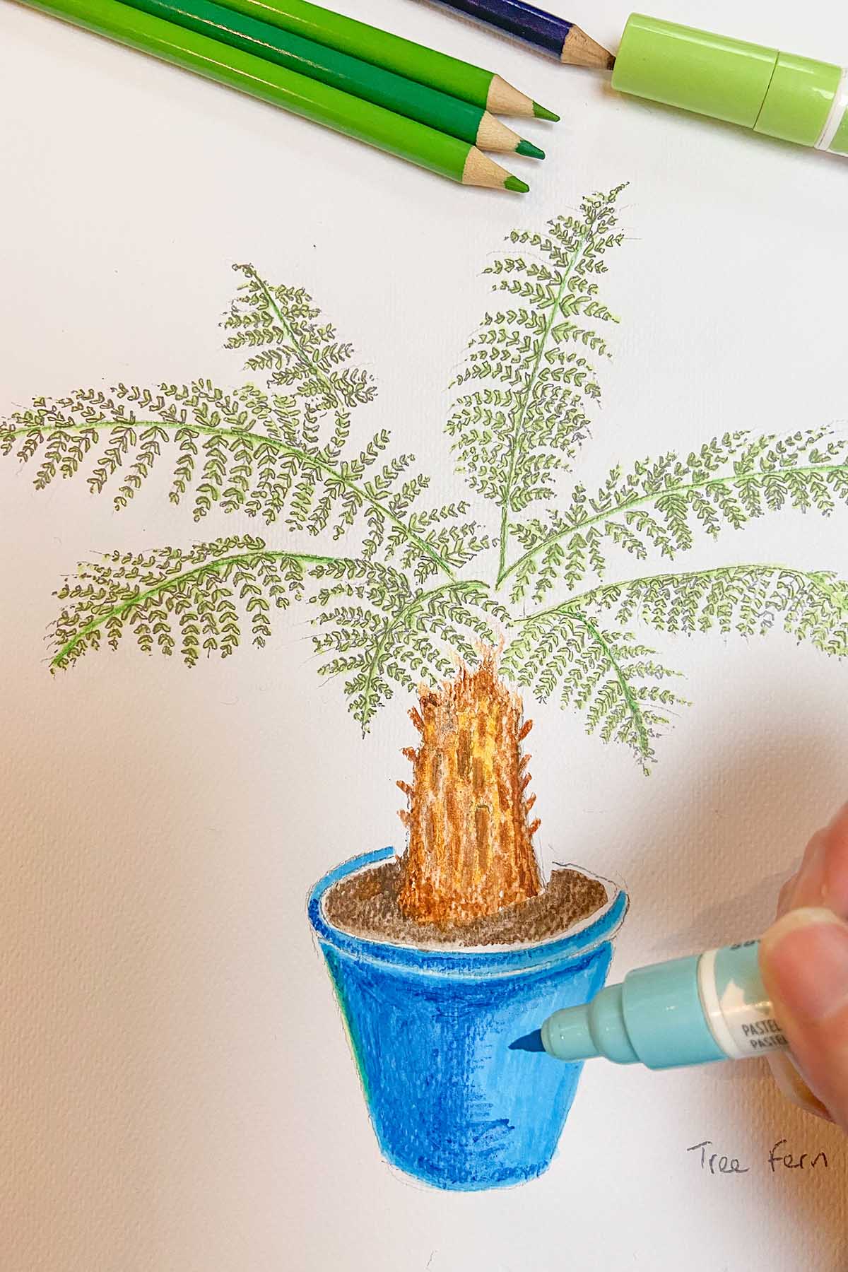 Colouring a potted tree fern with brush pens