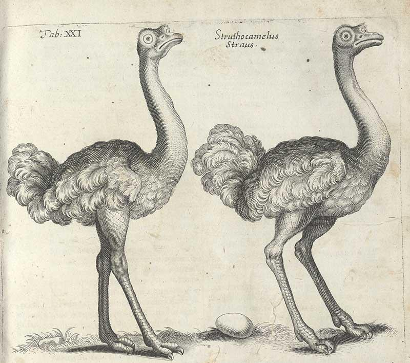 Pair of ostriches black and white art print