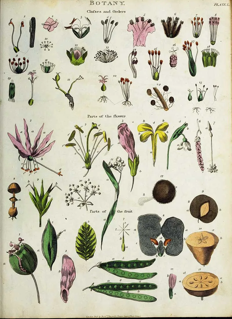 Parts of the flower and fruit vintage botany nature poster Oliver Goldsmith