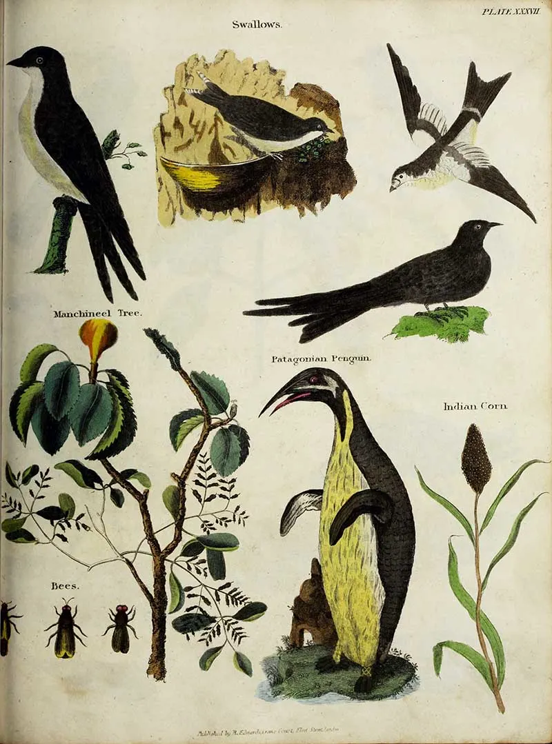 History of Earth Poster Penguins and bees
