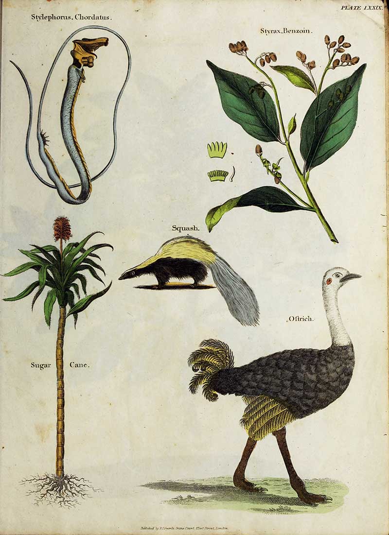 skunk ostrich canesugar poster Goldsmith Animate nature
