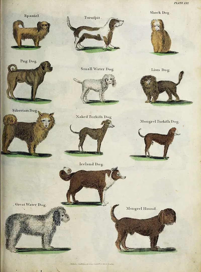 small species of dogs chart Oliver Goldsmith