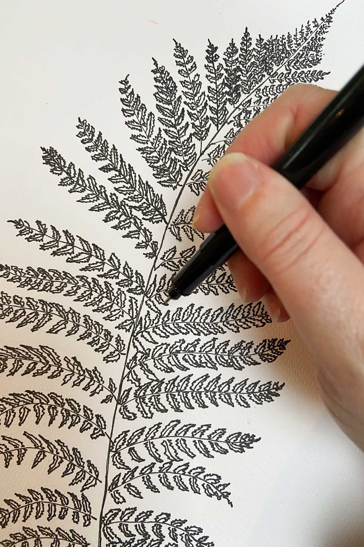 drawing the fonds of a fern with a pen