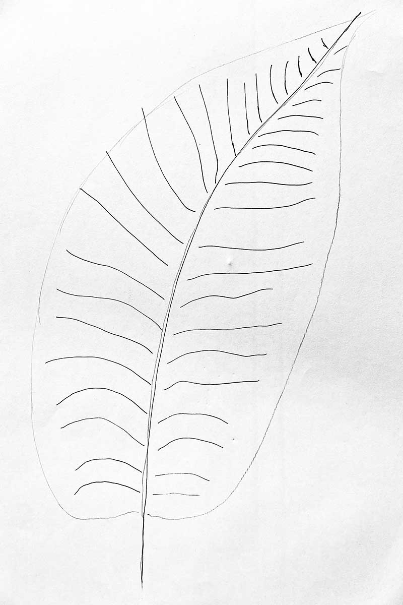 Drawing a fern frond for a tree fern