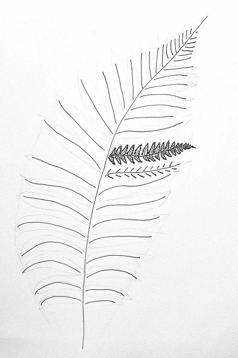step 2 of drawing a tree fern