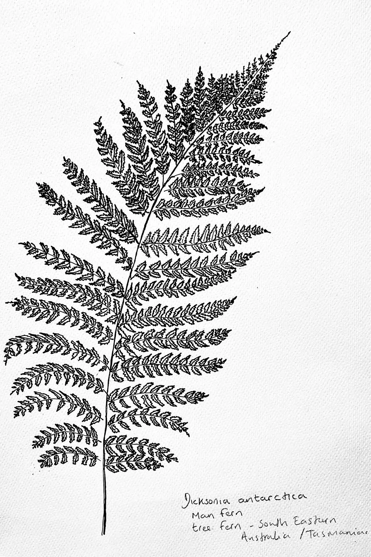 tree fern drawing tutorial