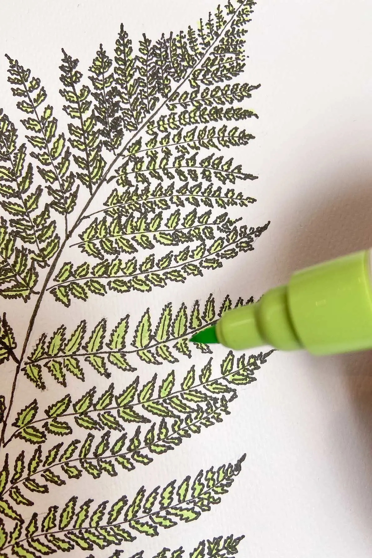 Using a brush pen to colour fern sketch