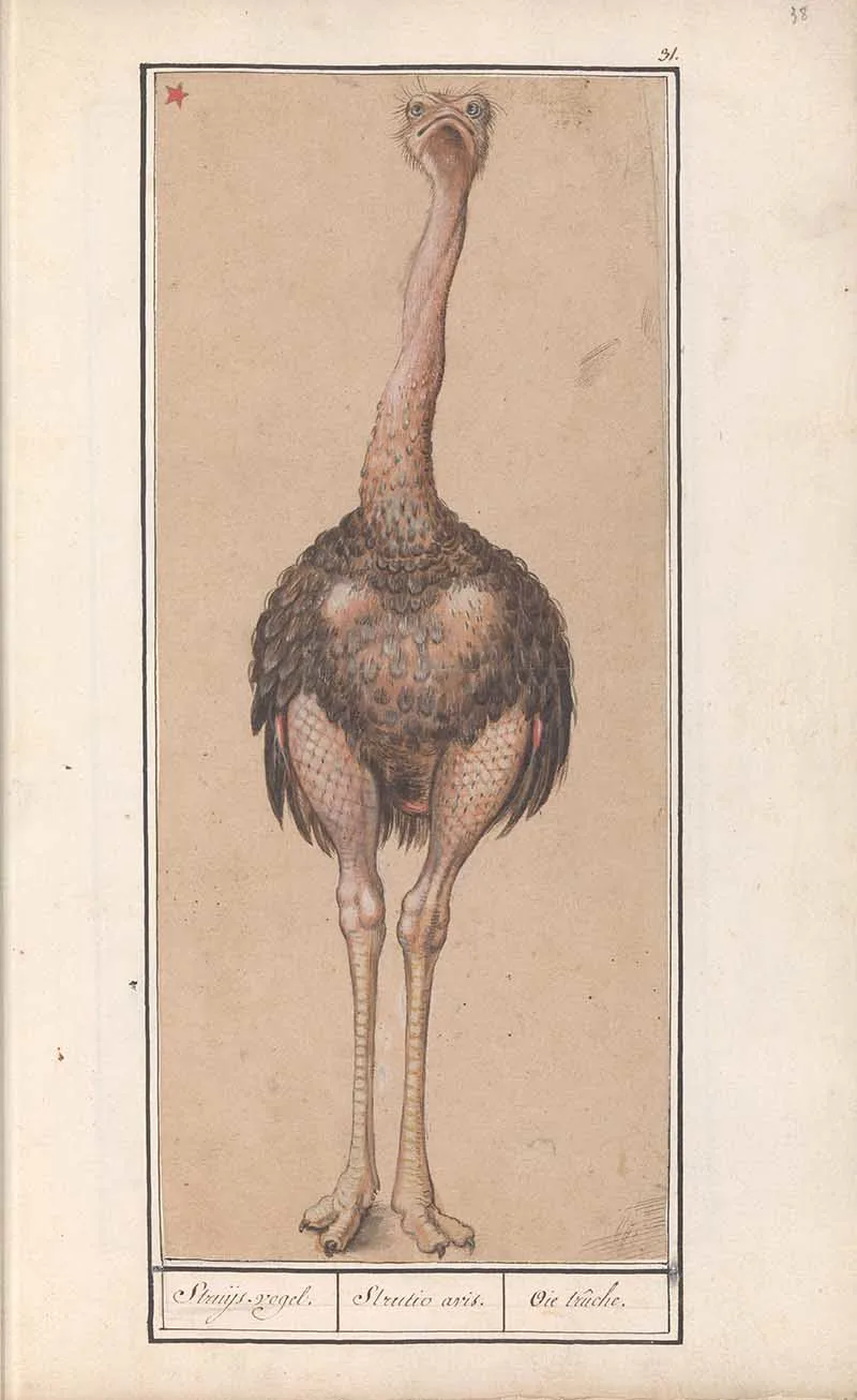 Ostrich with twisted neck
