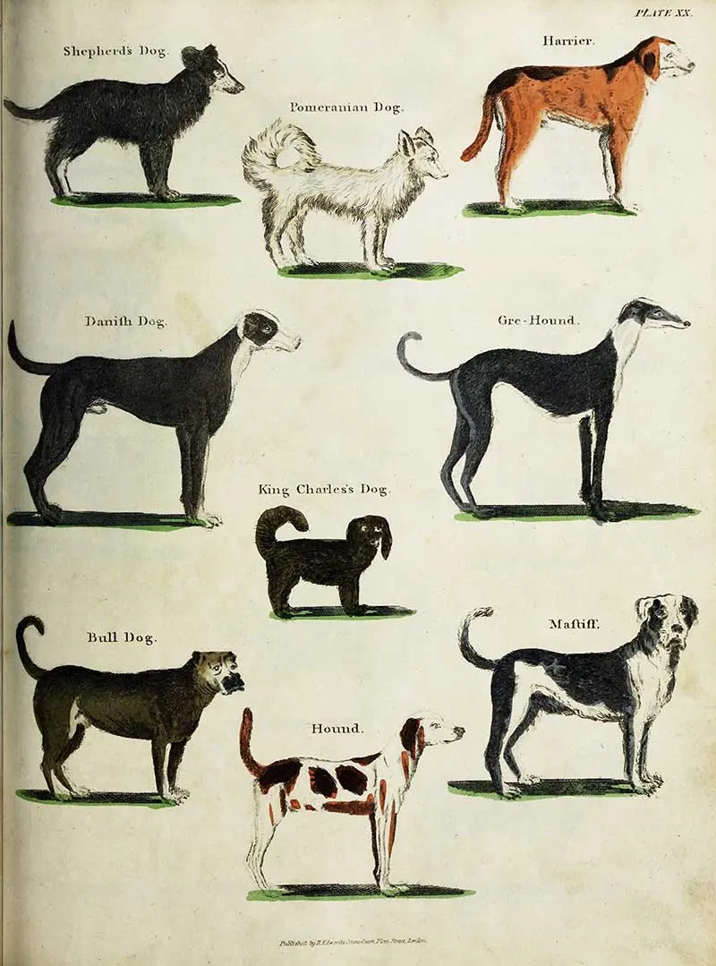Species of large dogs by Oliver Goldsmith