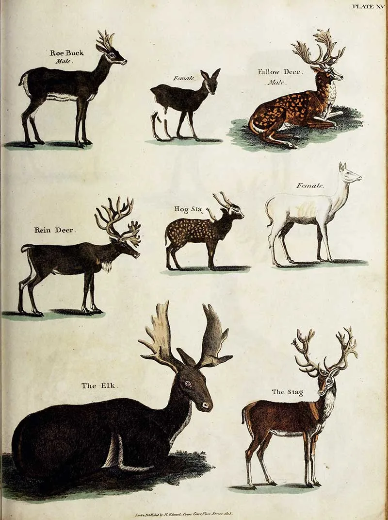 Various deer zoological poster Oliver Goldsmith History of Earth