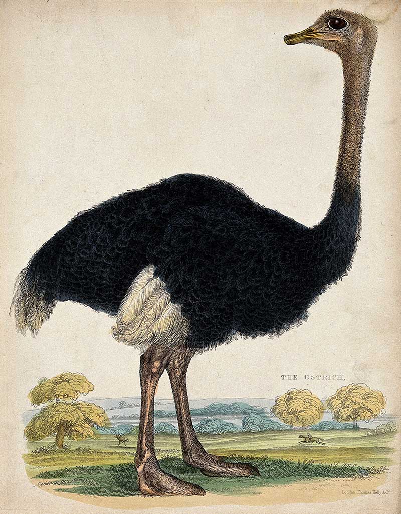 coloured etching of an ostrich