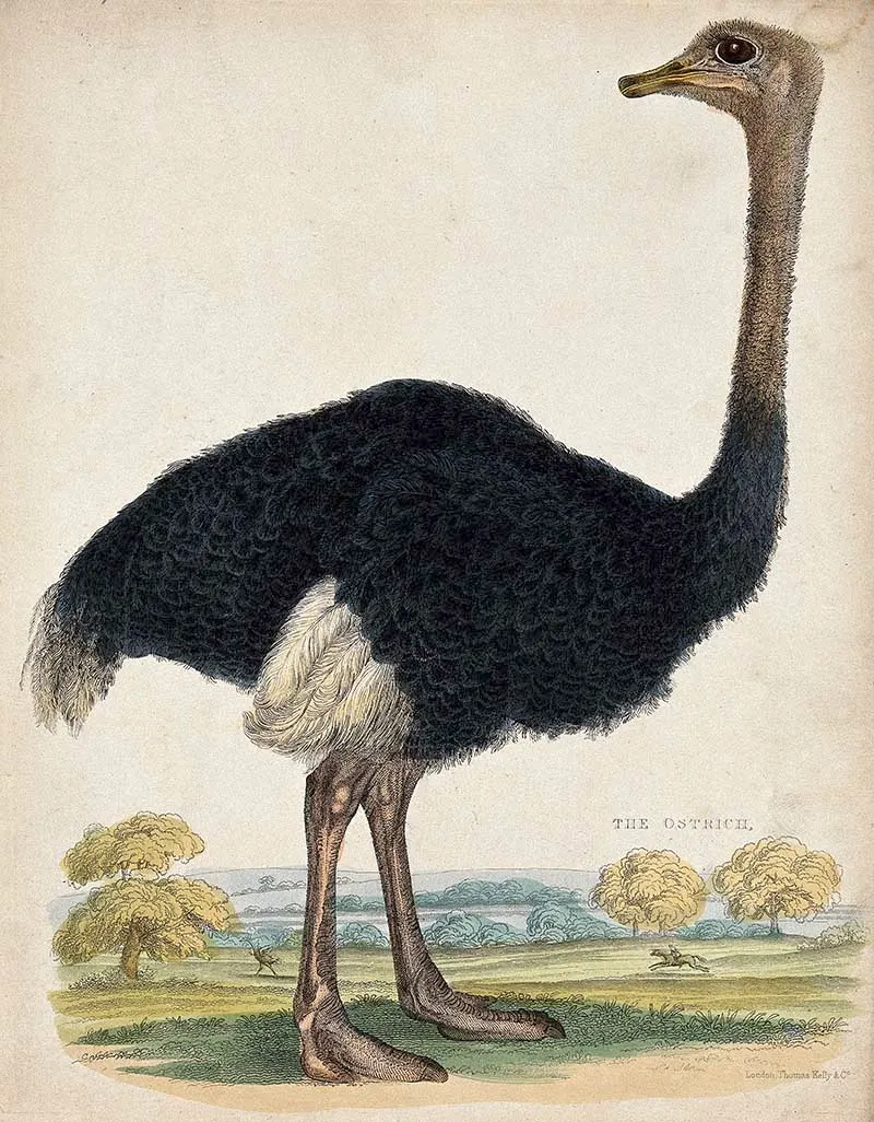 coloured etching of an ostrich