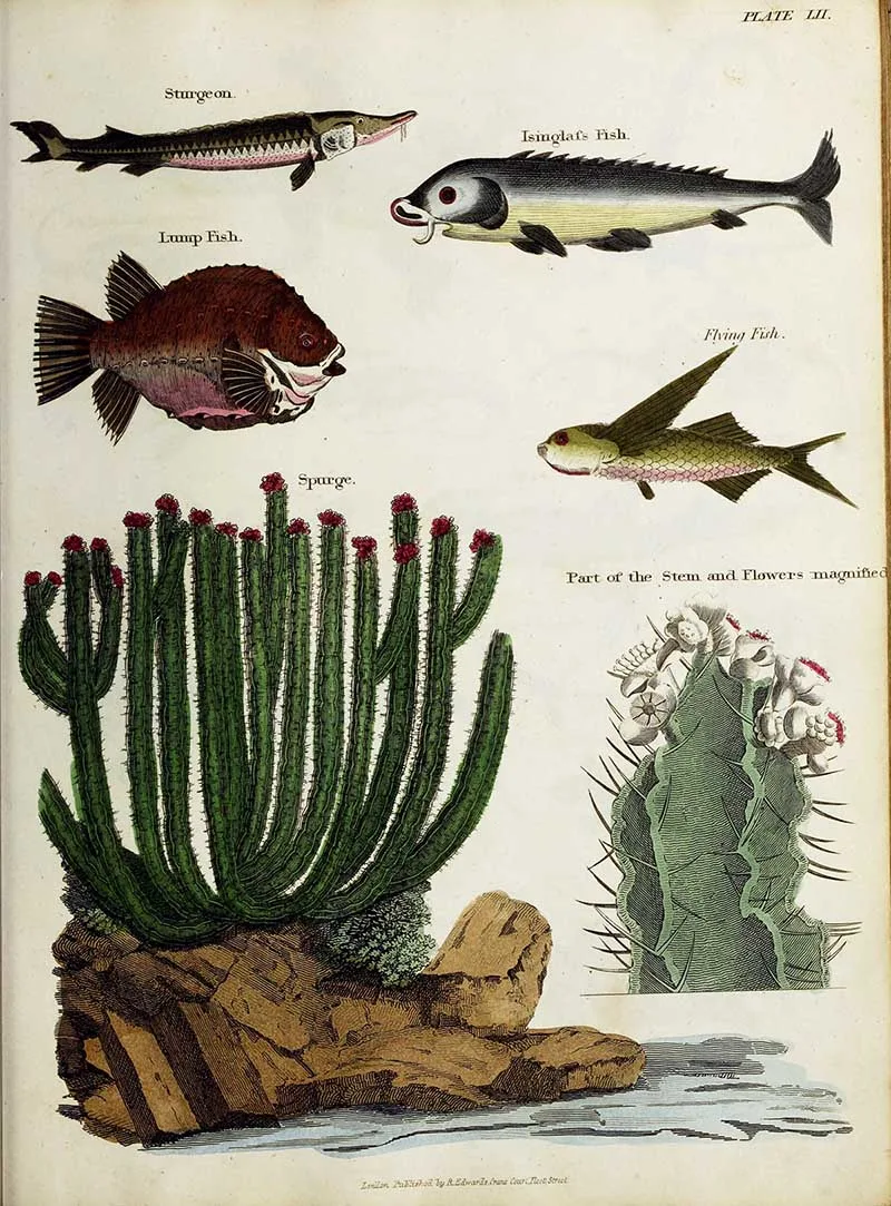 Assorted fish and cactus from the History of the Earth Animated Nature