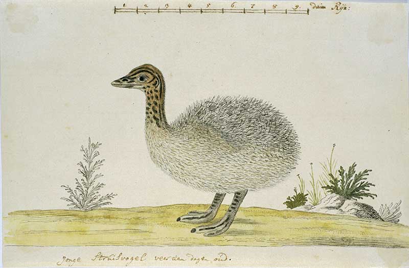 Baby ostrich image by Robert Gordon