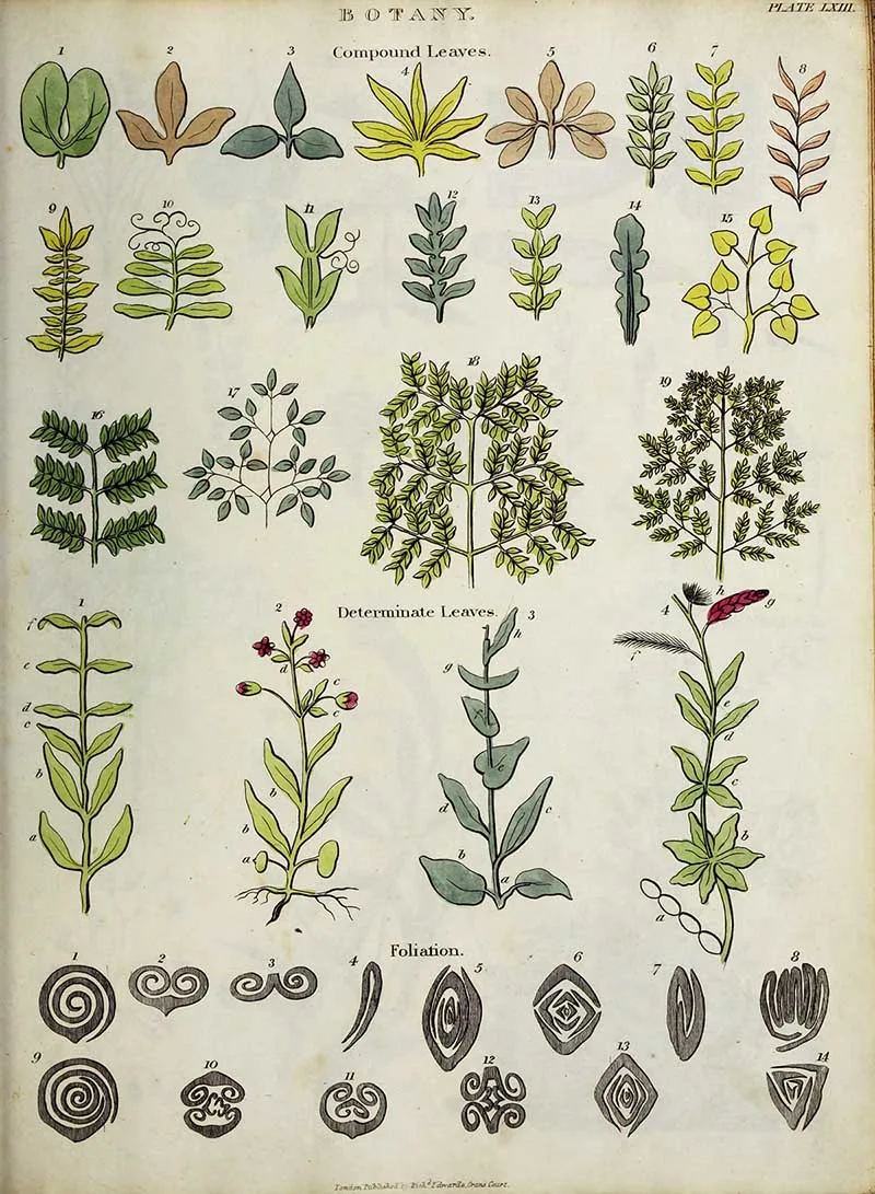 vintage botany poster types of leaf shapes