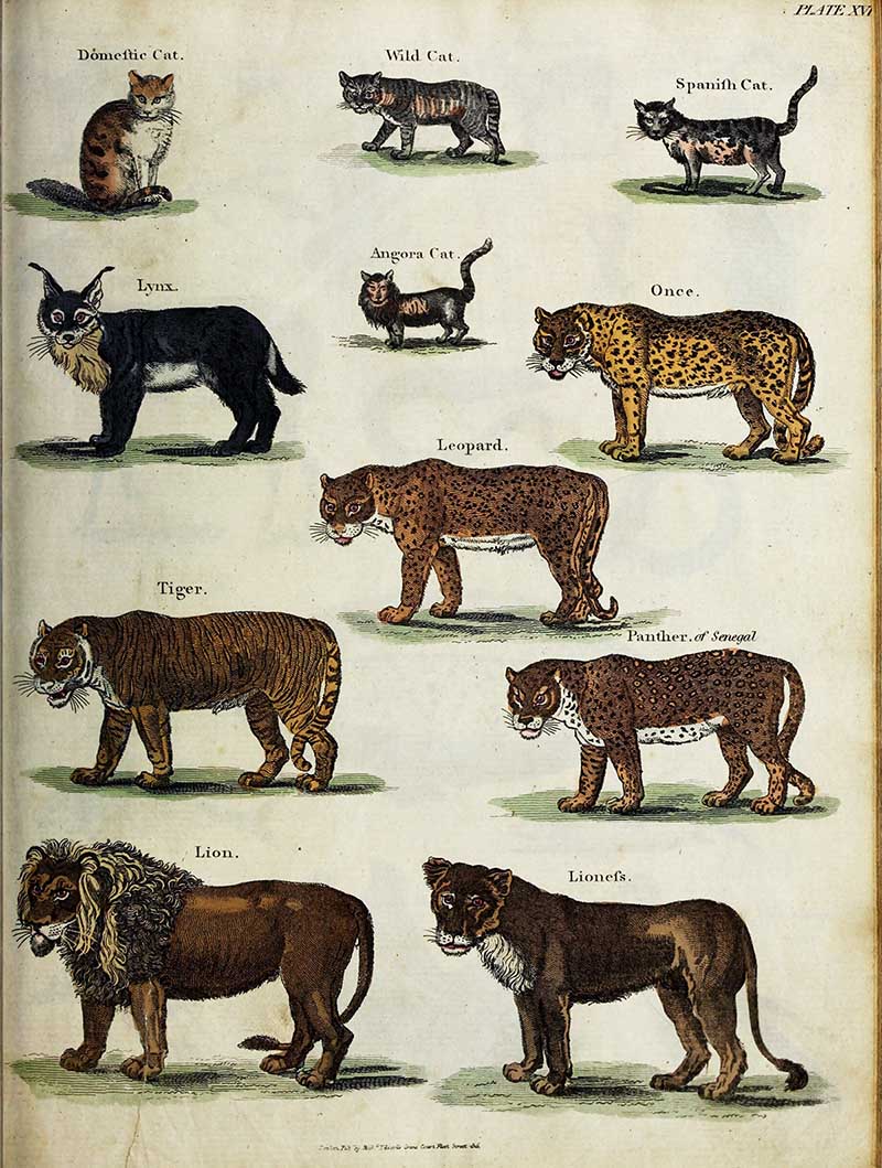 various species of cats poster