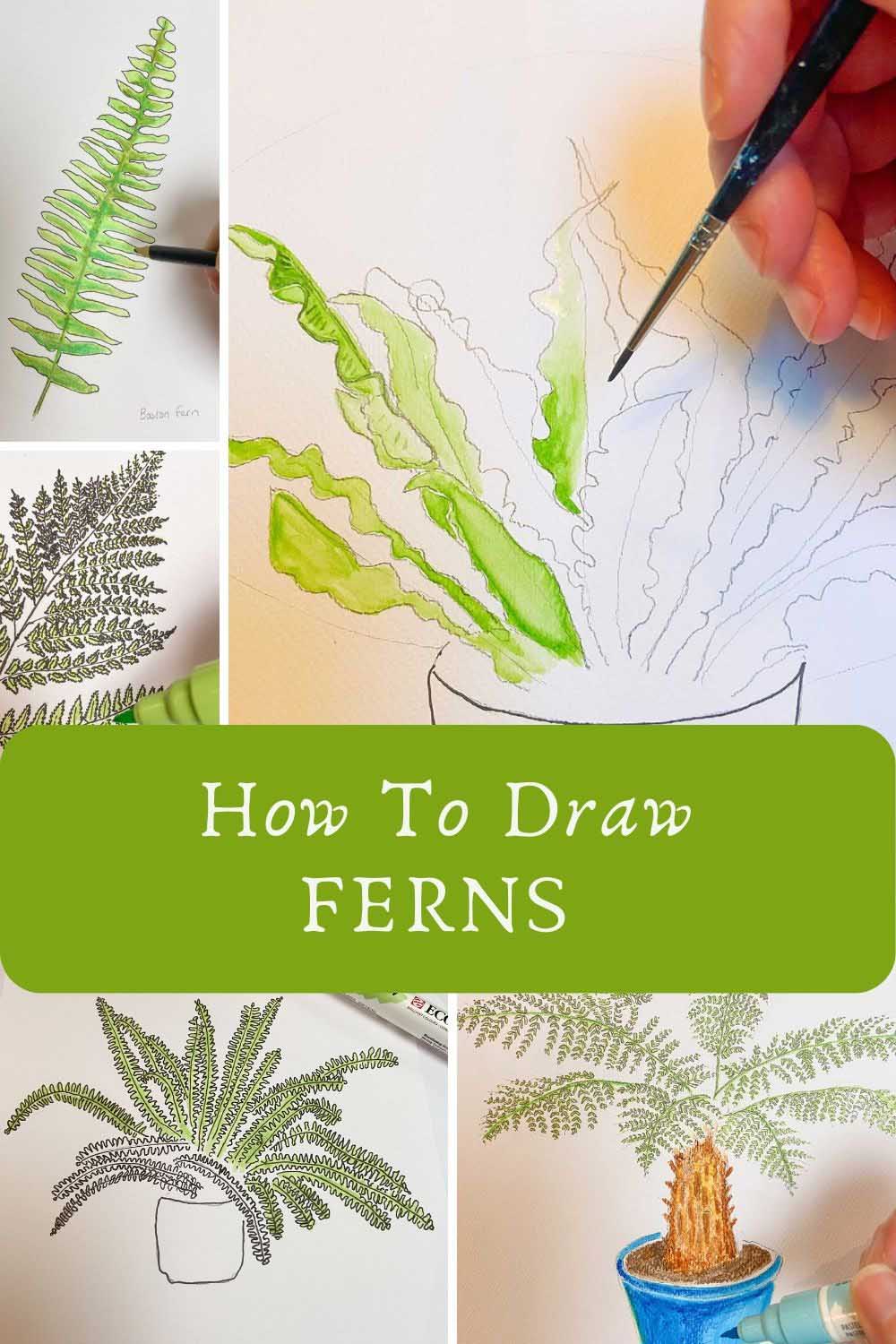 How to Draw Ferns Pin