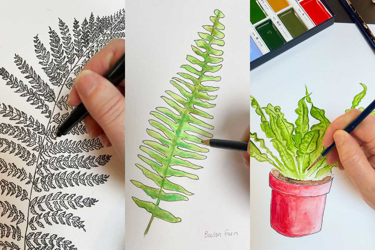 feature image for sketching and drawing ferns