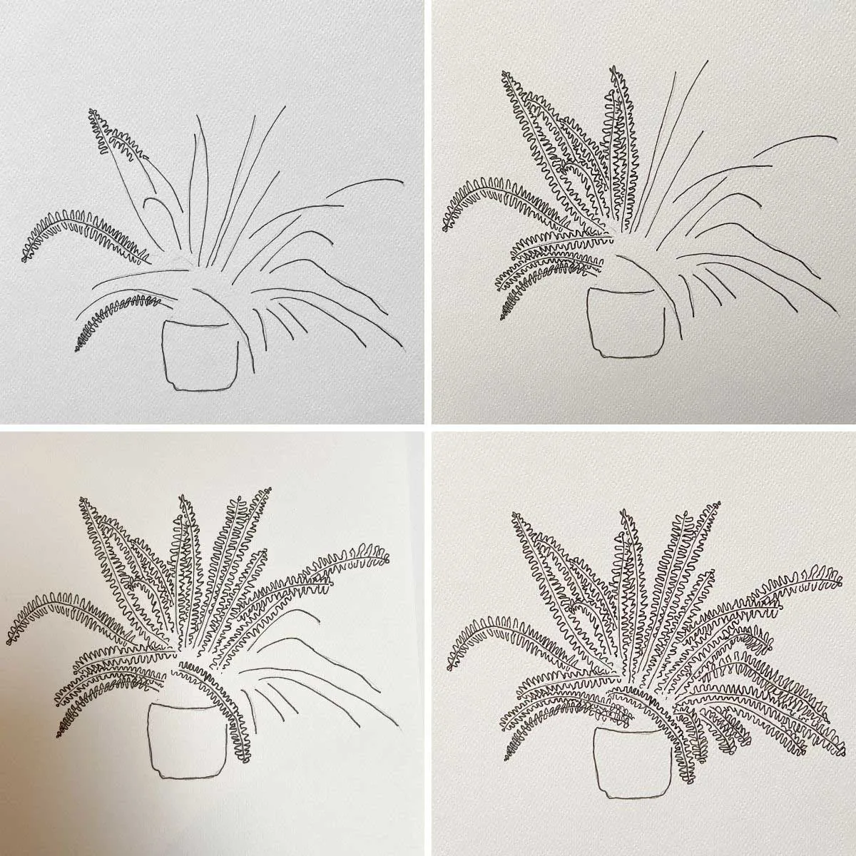 potted Boston fern drawing steps