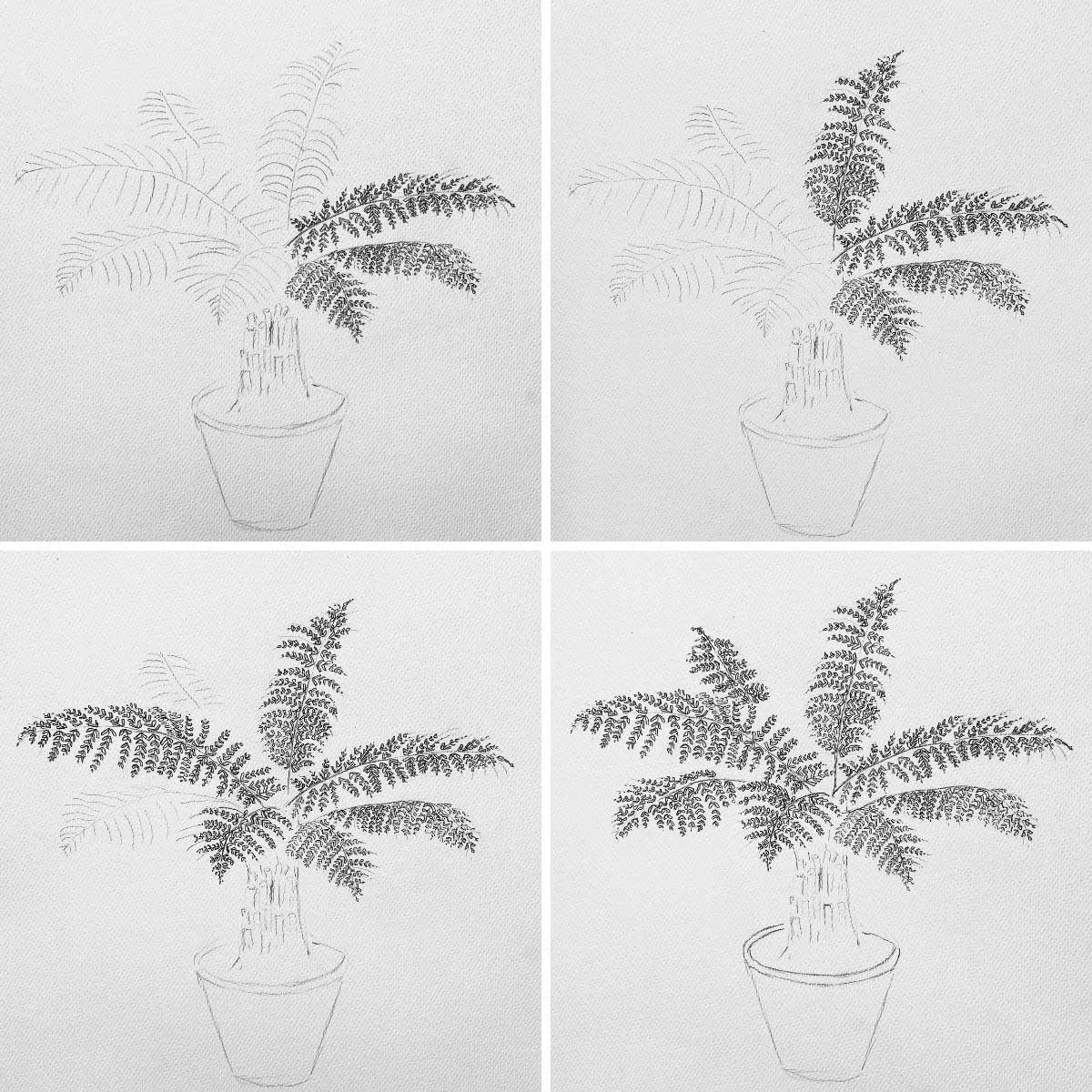 potted tree fern steps in sketching this plants details