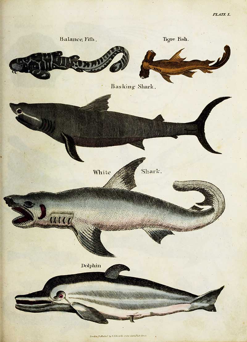 Vintage nature poster of sharks and dolphin from the History of the Earth