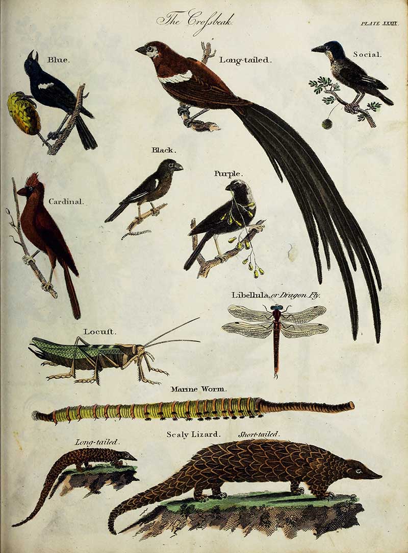 crossbeaks bird dragonflies lizards from the History of Earth