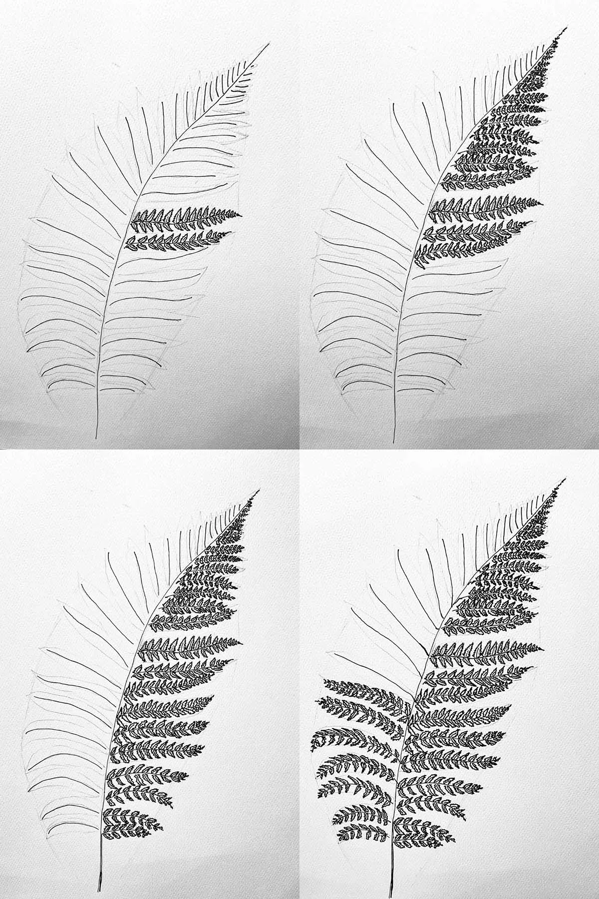 Tree Fern drawing steps