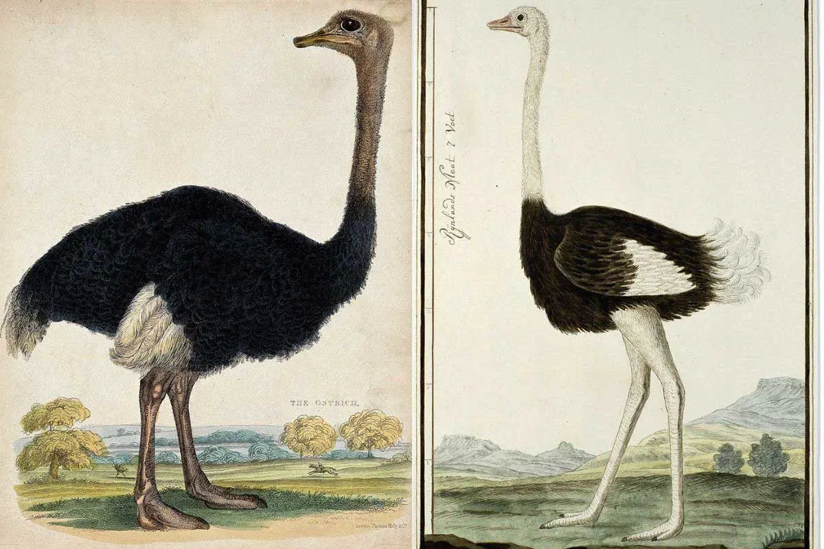 vintage ostrich art prints and paintings feature