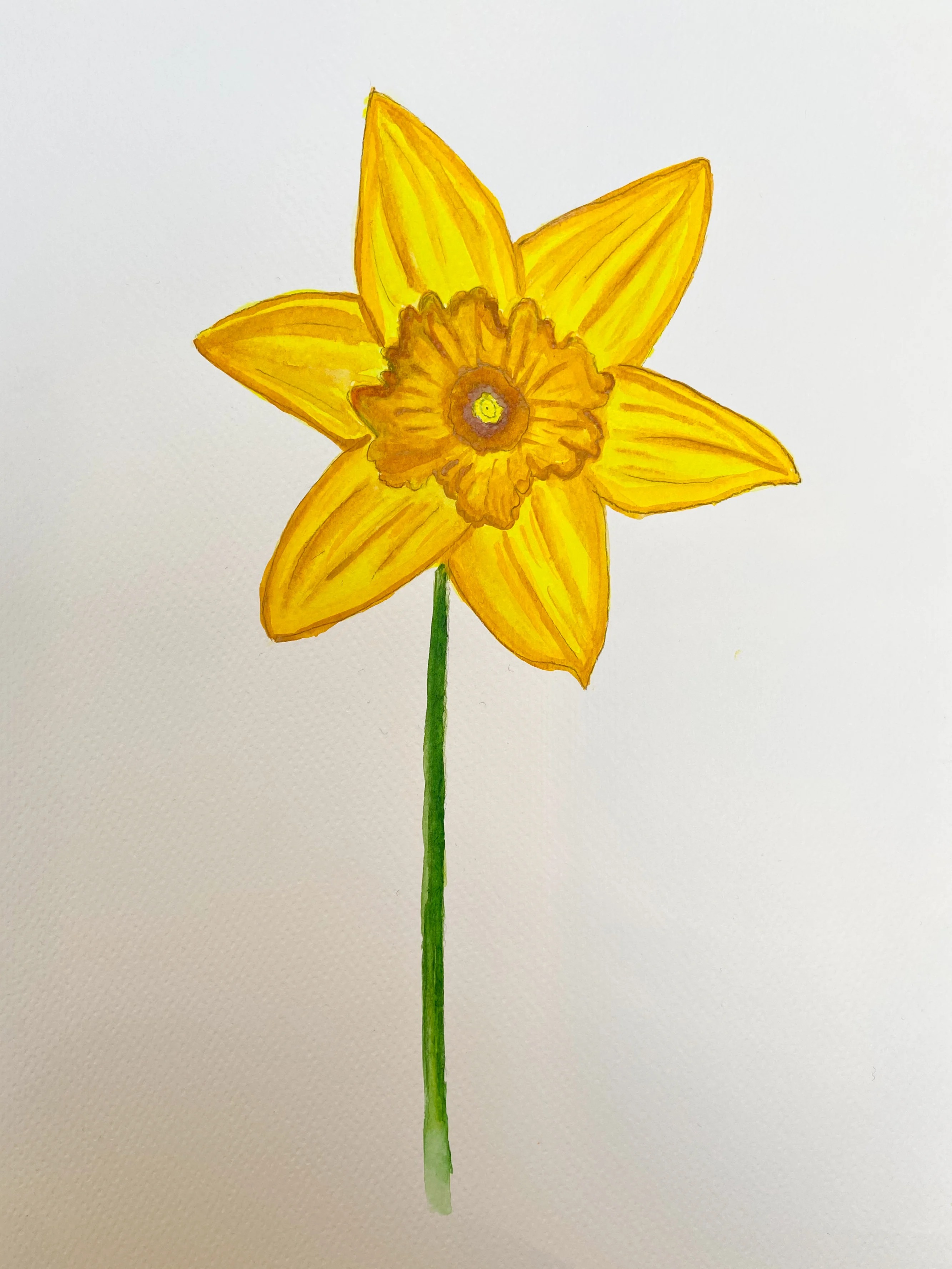 How to draw a daffodil front view